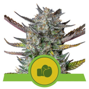 Royal Queen Seeds