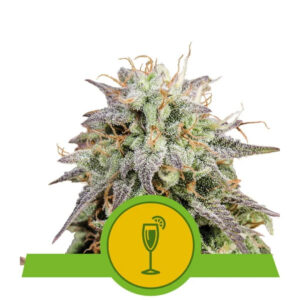 Royal Queen Seeds