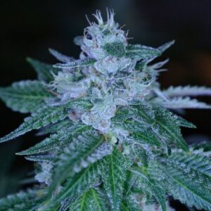 BG Bulk