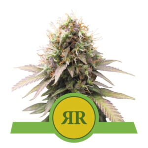 Royal Queen Seeds