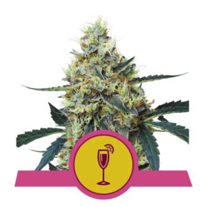 Royal Queen Seeds