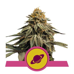Royal Queen Seeds