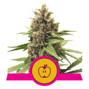 Royal Queen Seeds