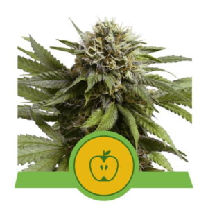Royal Queen Seeds