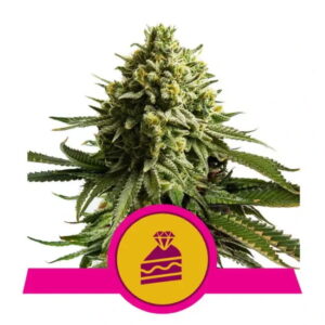 Royal Queen Seeds