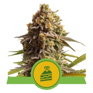 Royal Queen Seeds