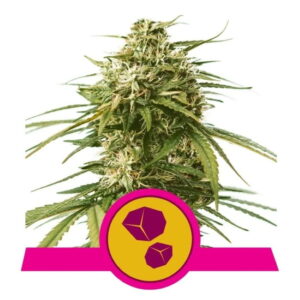Royal Queen Seeds