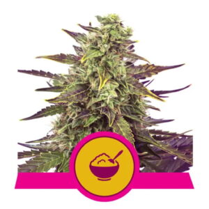 Royal Queen Seeds