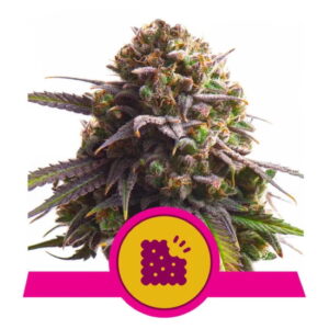 Royal Queen Seeds
