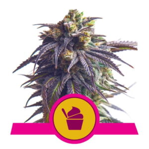 Royal Queen Seeds