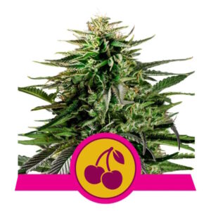 Royal Queen Seeds