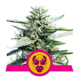 Royal Queen Seeds
