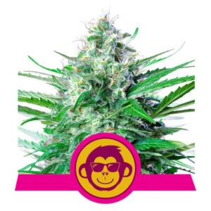 Royal Queen Seeds