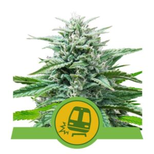 Royal Queen Seeds