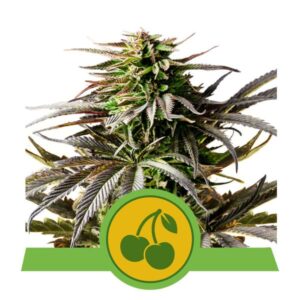 Royal Queen Seeds