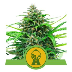 Royal Queen Seeds