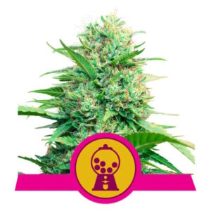 Royal Queen Seeds