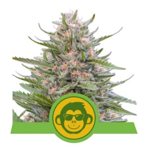 Royal Queen Seeds