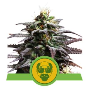 Royal Queen Seeds