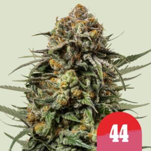 Royal Queen Seeds
