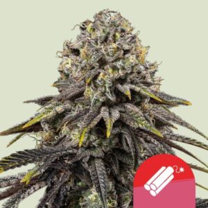 Royal Queen Seeds