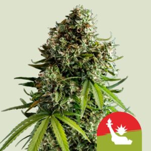 Royal Queen Seeds