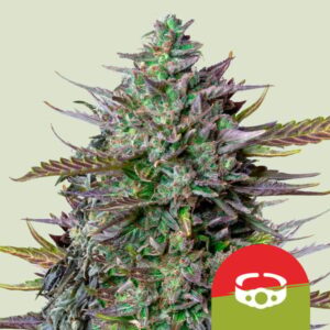 Royal Queen Seeds
