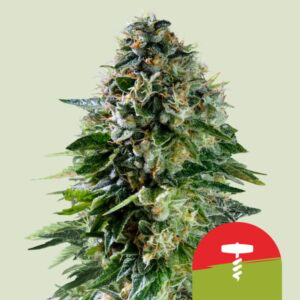 Royal Queen Seeds