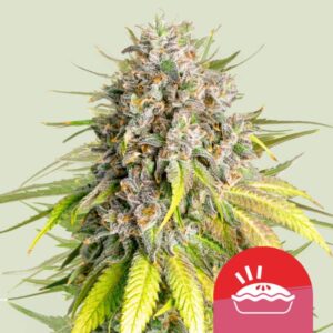 Royal Queen Seeds