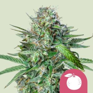 Royal Queen Seeds