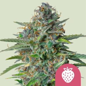 Royal Queen Seeds