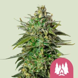 Royal Queen Seeds