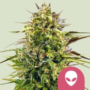 Royal Queen Seeds