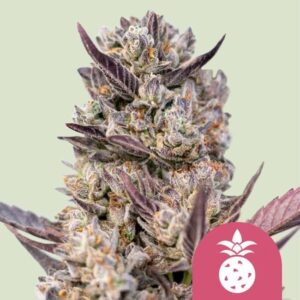 Royal Queen Seeds