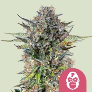 Royal Queen Seeds