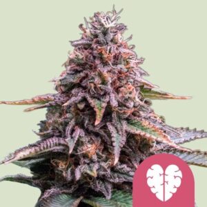 Royal Queen Seeds