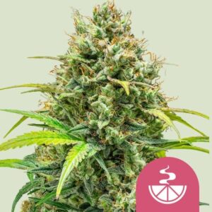 Royal Queen Seeds
