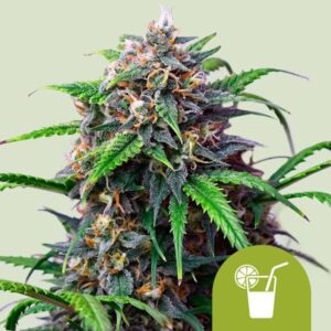 Royal Queen Seeds