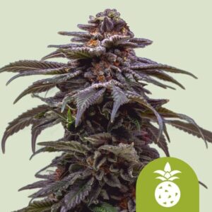 Royal Queen Seeds