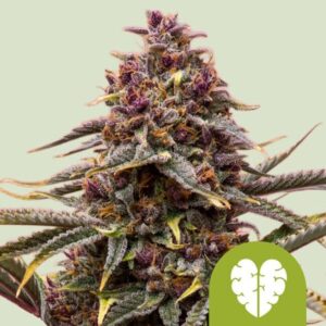 Royal Queen Seeds
