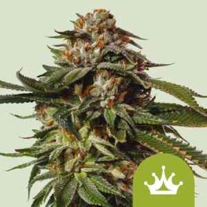 Royal Queen Seeds