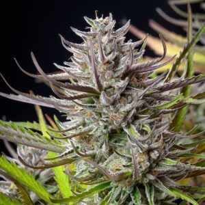 BG Bulk
