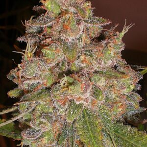 BG Bulk