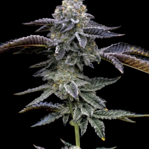 BG Bulk
