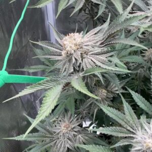 BG Bulk