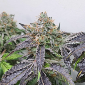 BG Bulk