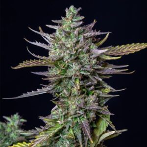 BG Bulk