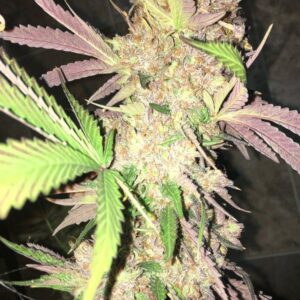 BG Bulk