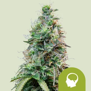 Royal Queen Seeds - Amnesia Haze Auto (Autoflower)