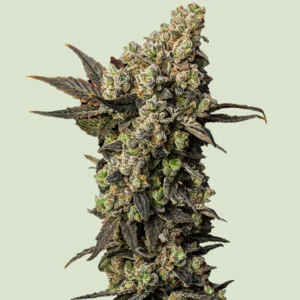 Royal Queen Seeds - Astro Lemonade F1 (Feminized)